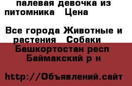 палевая девочка из питомника › Цена ­ 40 000 - Все города Животные и растения » Собаки   . Башкортостан респ.,Баймакский р-н